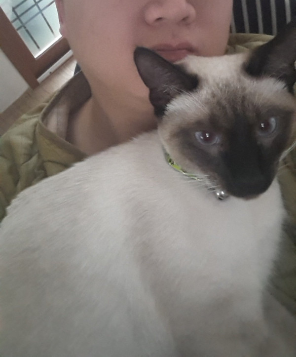 샴고양이 개냥이라고 들 많이 하는디