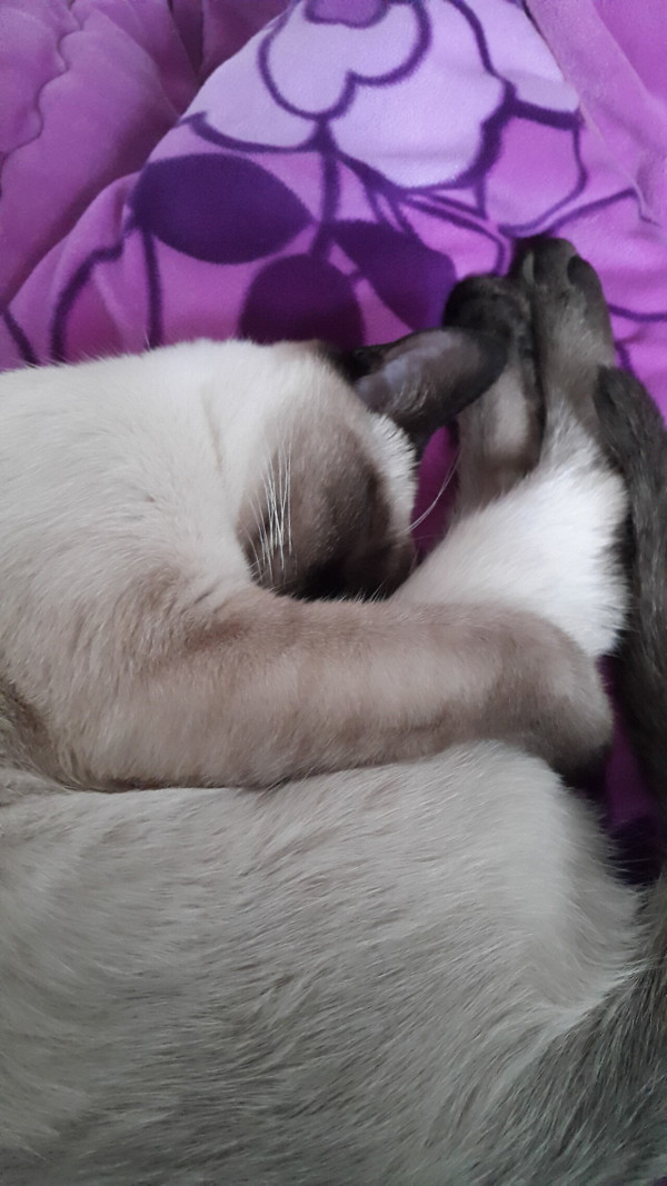 샴고양이 개냥이라고 들 많이 하는디