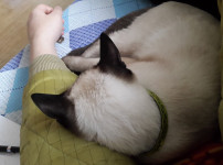 샴고양이 개냥이라고 들 많이 하는디