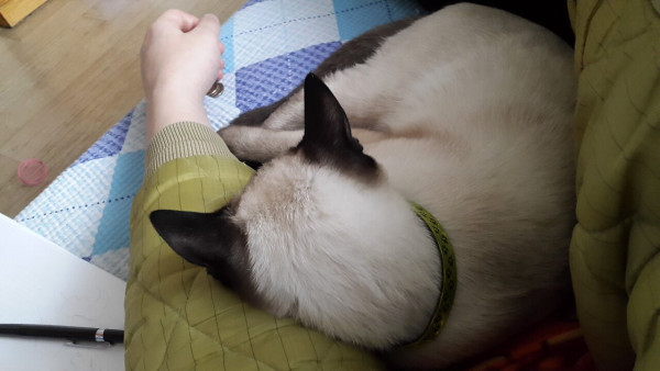 샴고양이 개냥이라고 들 많이 하는디