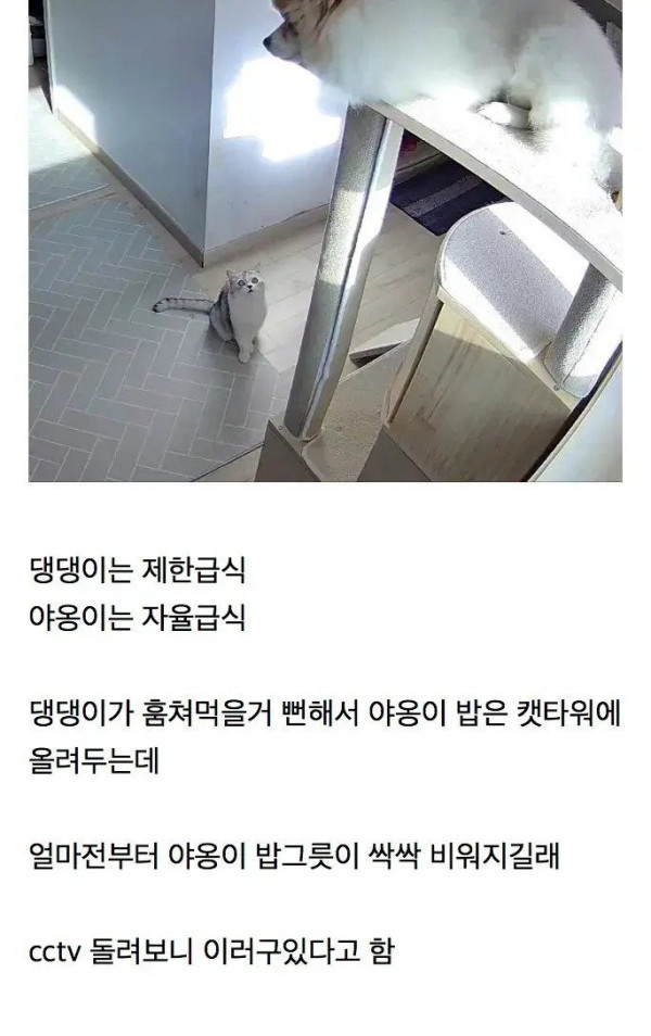 제한급식하는 강아지가 살 찐 이유
