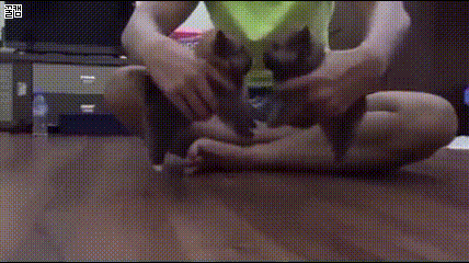 치열한 투견 싸움