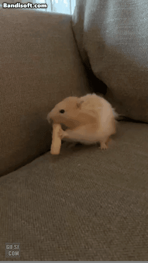 벼룩의 간을 빼먹지...