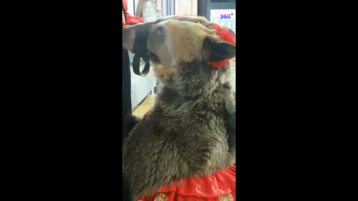 곰을 함부로 만지면 안되는 이유