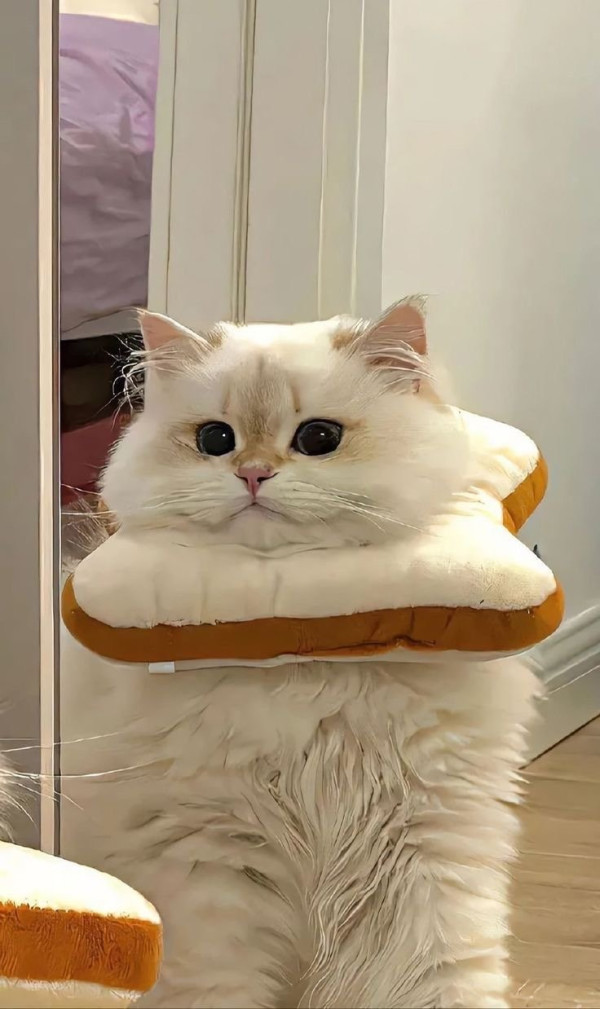 오늘의 고양이짤