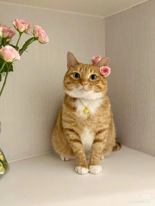 오늘의 고양이짤