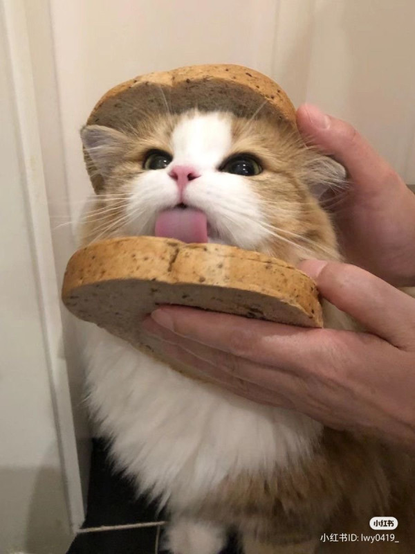 오늘의 고양이짤