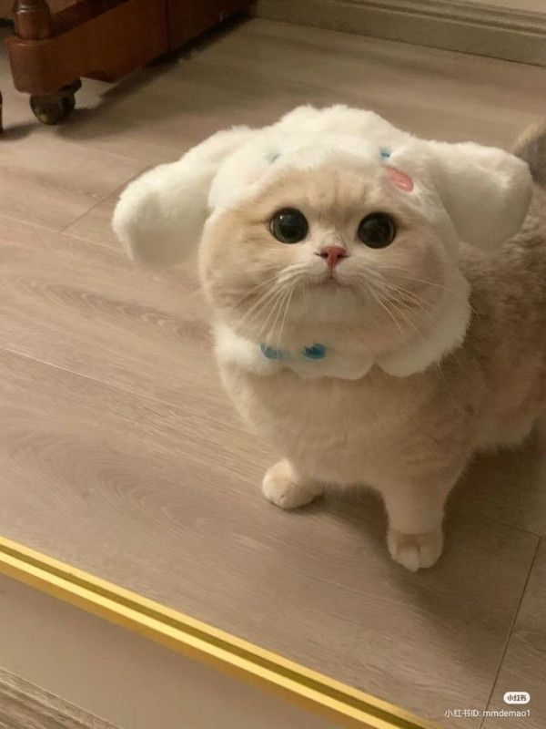 오늘의 고양이짤