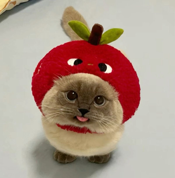 오늘의 고양이짤