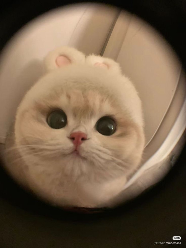 오늘의 고양이짤