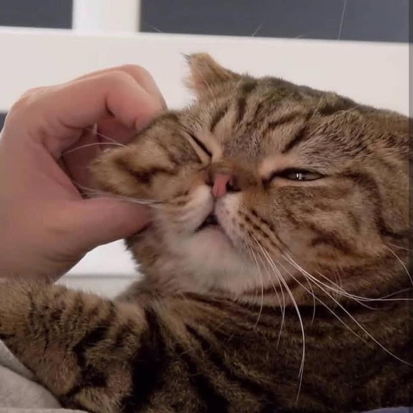 오늘의 고양이짤