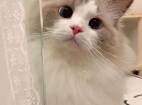 오늘의 고양이짤