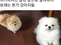 댕댕이 키우는 이유