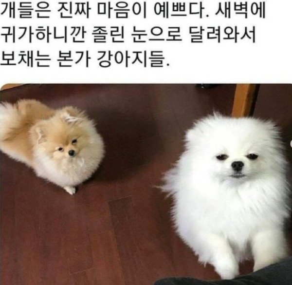 댕댕이 키우는 이유