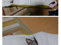 키우던 구렁이에게 고양이를 먹이로 준 디시인