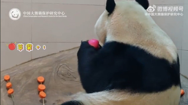 오늘 공개된 푸바오 최신근황ㄷㄷㄷ