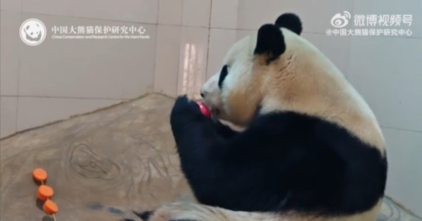 오늘 공개된 푸바오 최신근황ㄷㄷㄷ