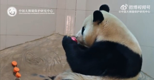 오늘 공개된 푸바오 최신근황ㄷㄷㄷ