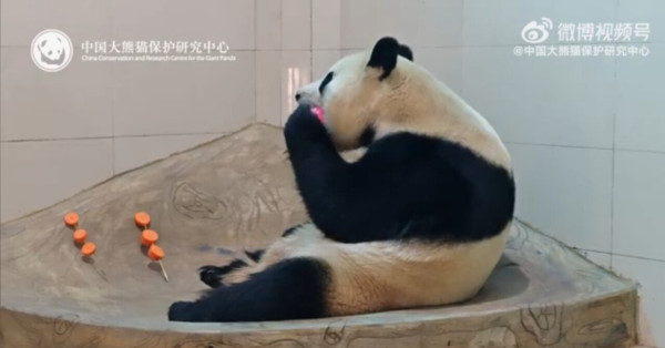 오늘 공개된 푸바오 최신근황ㄷㄷㄷ