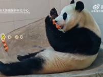 오늘 공개된 푸바오 최신근황ㄷㄷㄷ