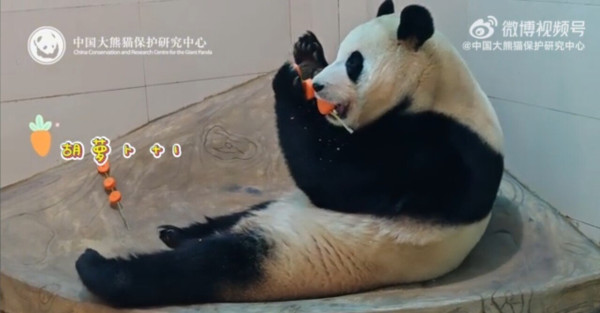 오늘 공개된 푸바오 최신근황ㄷㄷㄷ