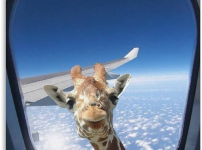 기린 실제 크기 체감 사진 ㄷㄷ