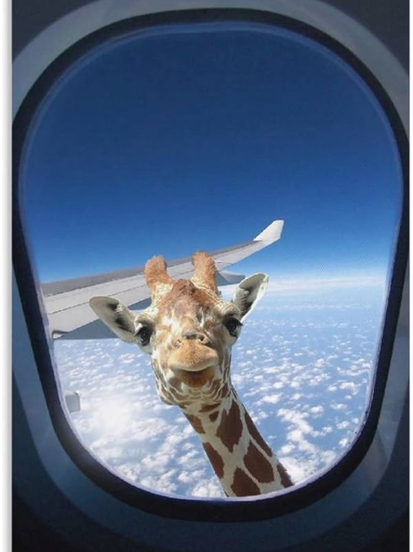 기린 실제 크기 체감 사진 ㄷㄷ