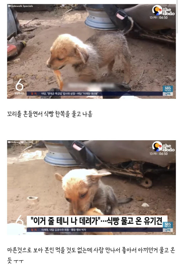 식빵으로 간택당한 유기견
