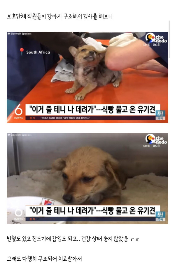 식빵으로 간택당한 유기견