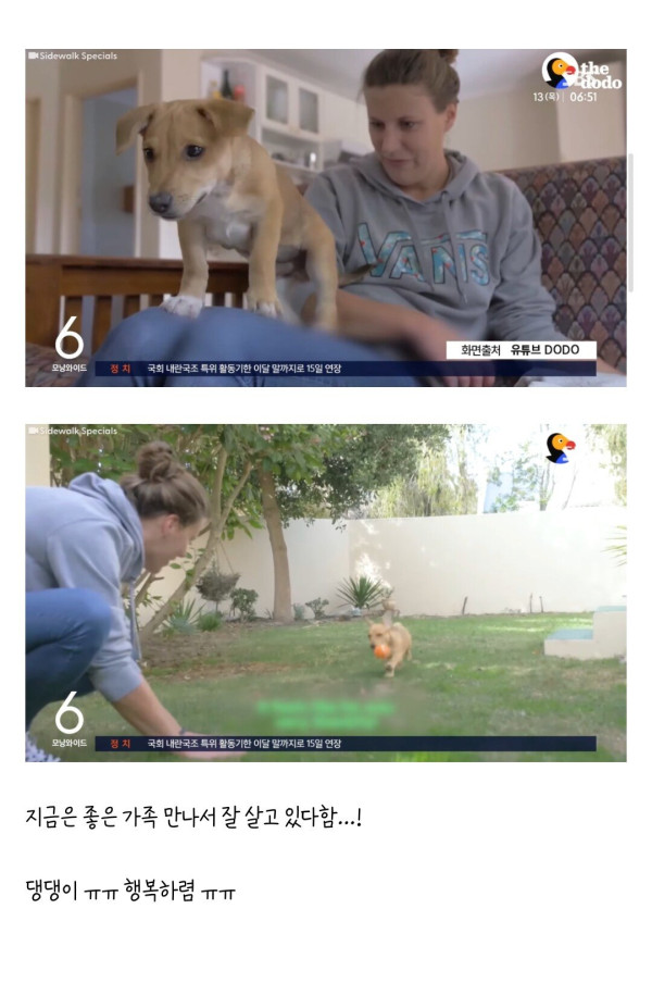 식빵으로 간택당한 유기견