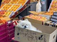 일 안 하고 쳐자는 과일 가게 알바.jpg