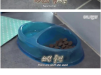 개를 버린 이유 ㄷㄷㄷ..