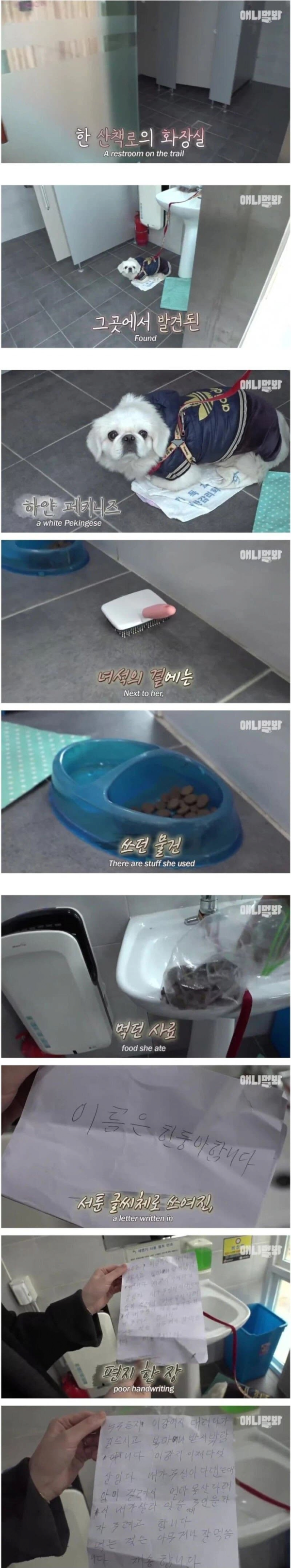 개를 버린 이유 ㄷㄷㄷ..