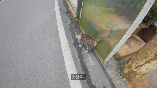 대만에 사는 고양이 이름은 김정은