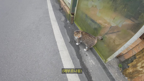 대만에 사는 고양이 이름은 김정은