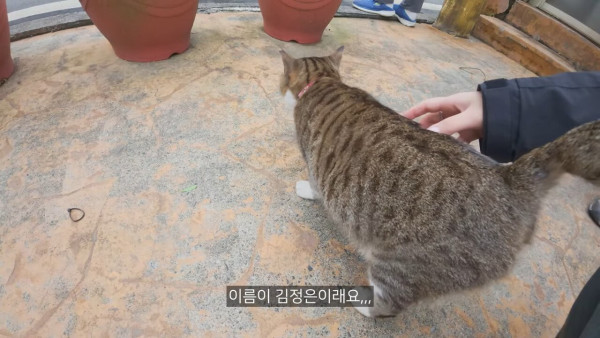 대만에 사는 고양이 이름은 김정은