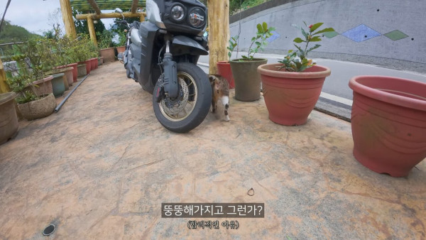 대만에 사는 고양이 이름은 김정은