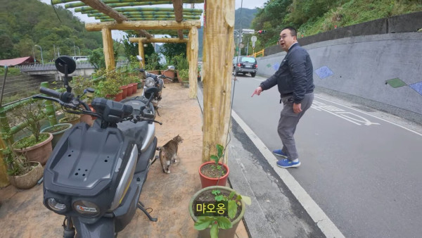 대만에 사는 고양이 이름은 김정은