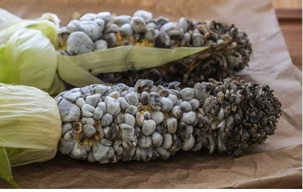 가격이 비싸다는 곰팡이