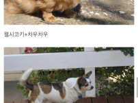 세계에서 가장 강한 개. 웰시코기.