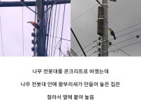 집이 재건축 됐지만 겨나지 않은 새입자