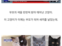 반반털색 고양이의 분리.jpg