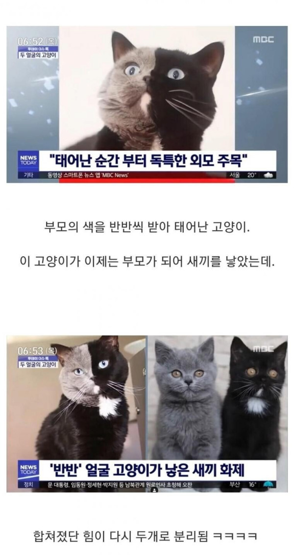 반반털색 고양이의 분리.jpg