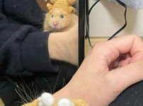 통닭을 뒤집어 쓴 햄스터