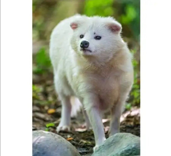 희귀한 존재 흰너구리