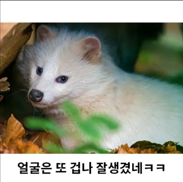 희귀한 존재 흰너구리