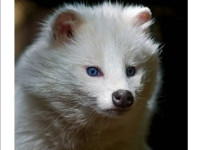 희귀한 존재 흰너구리