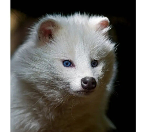 희귀한 존재 흰너구리