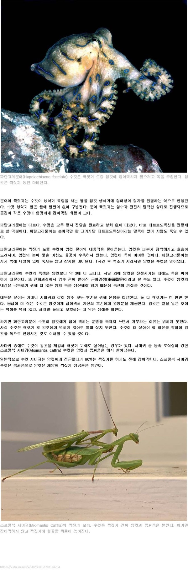 짝에 독을 쏘는 문어.