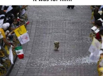 사람들이 자기 보고 환호 하는 줄 알고 너무 행복한 강쥐